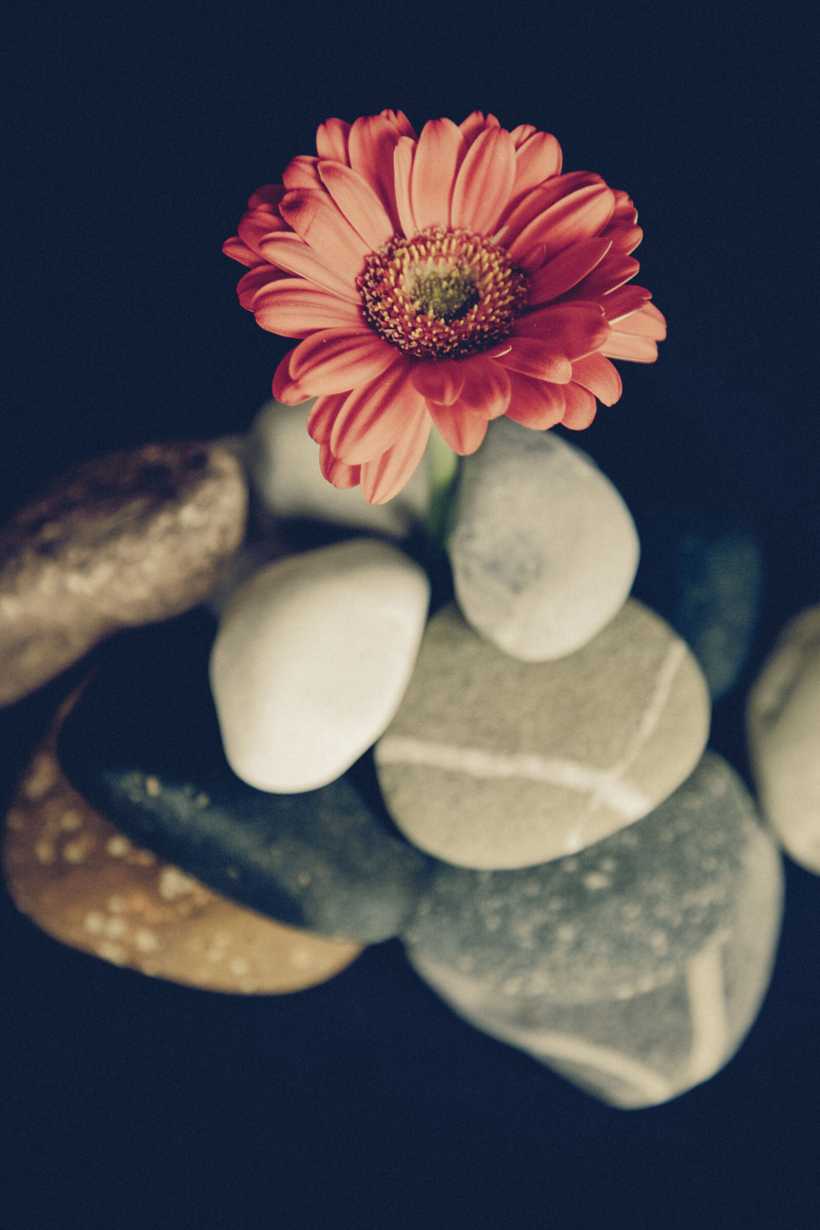Canon EOS 5D sample photo. Stones, flower, blossom, flor photography