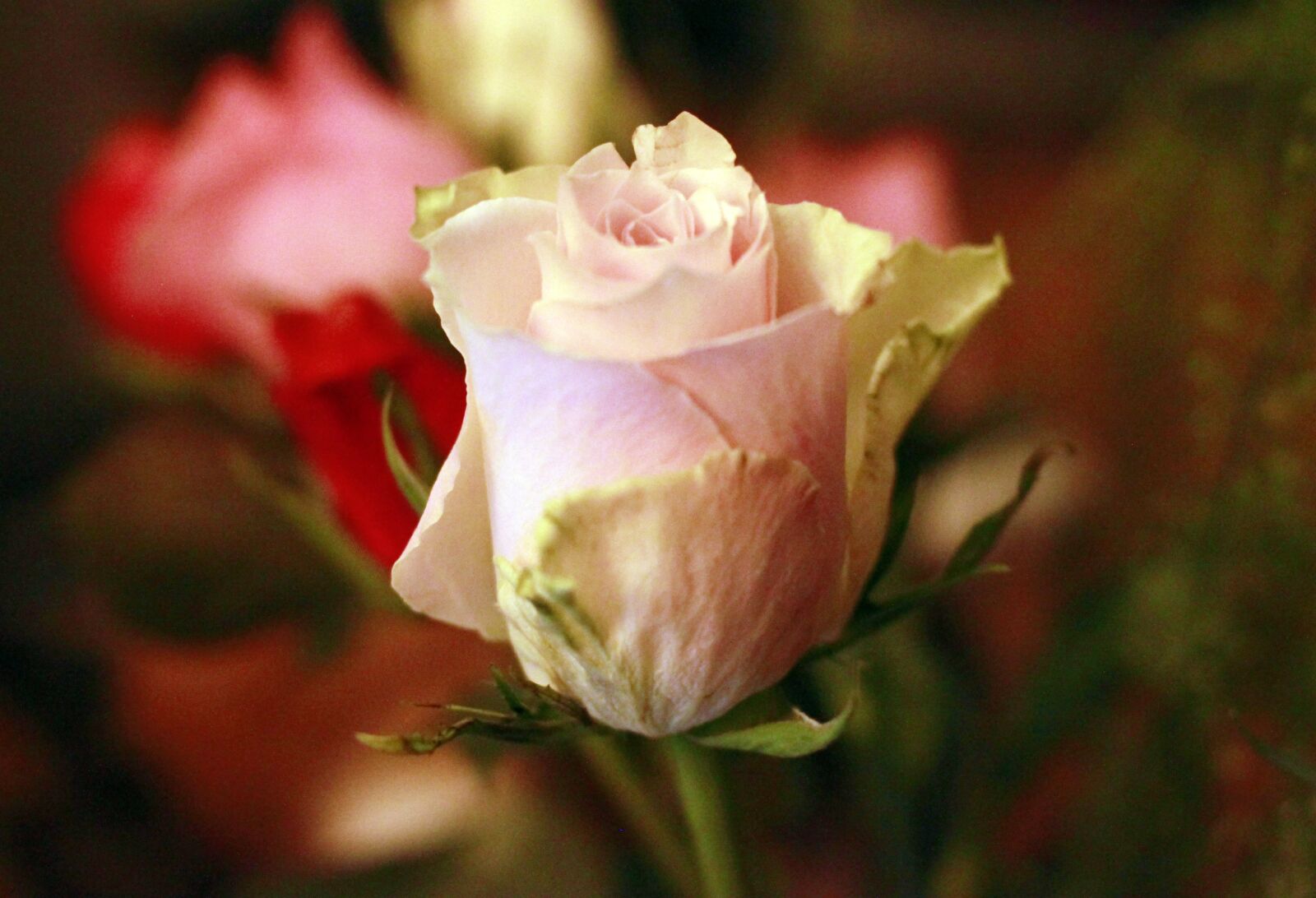 Canon EOS 500D (EOS Rebel T1i / EOS Kiss X3) sample photo. Flower, flowers, spring photography