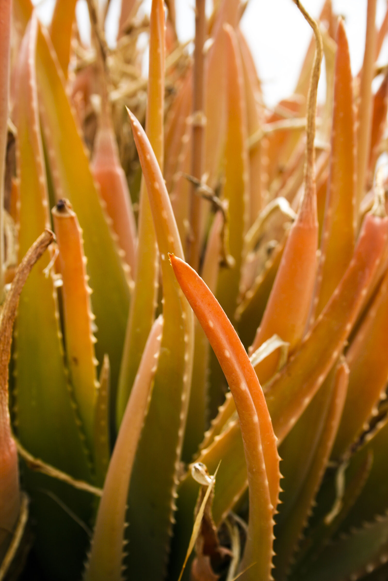 Canon EF-S 18-55mm F3.5-5.6 II sample photo. Cactus, green, nature, orange photography