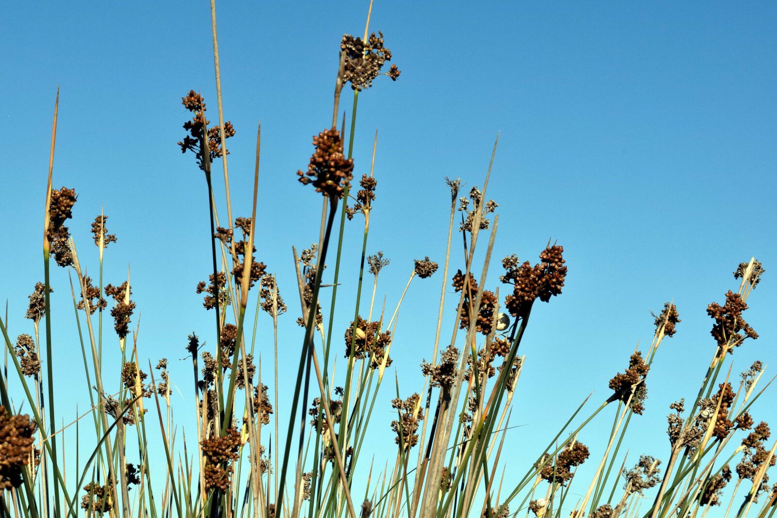 Nikon D3300 sample photo. Wildflower, plant, blue sky photography