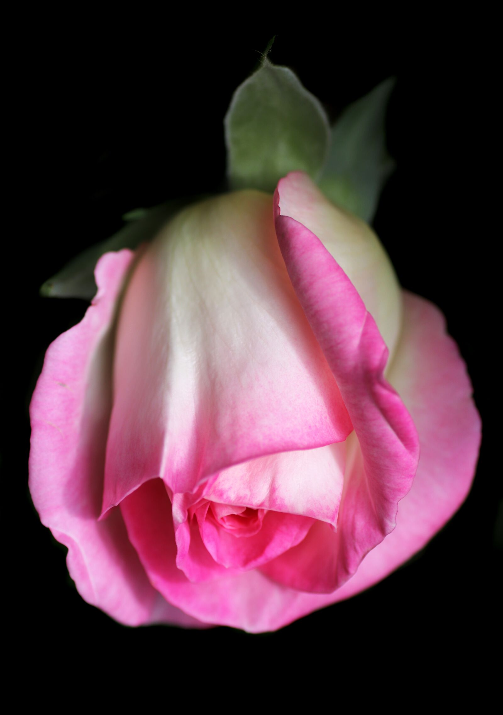 Tamron SP 90mm F2.8 Di VC USD 1:1 Macro sample photo. Flower, rose, bud photography