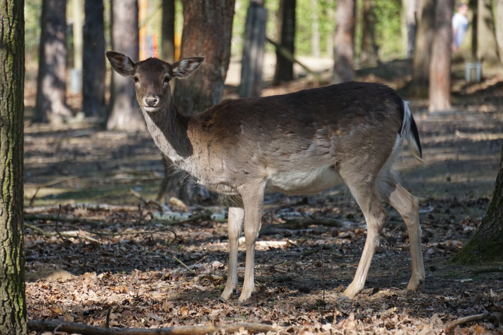 Sony E 55-210mm F4.5-6.3 OSS sample photo. Roe deer, forest, nature photography