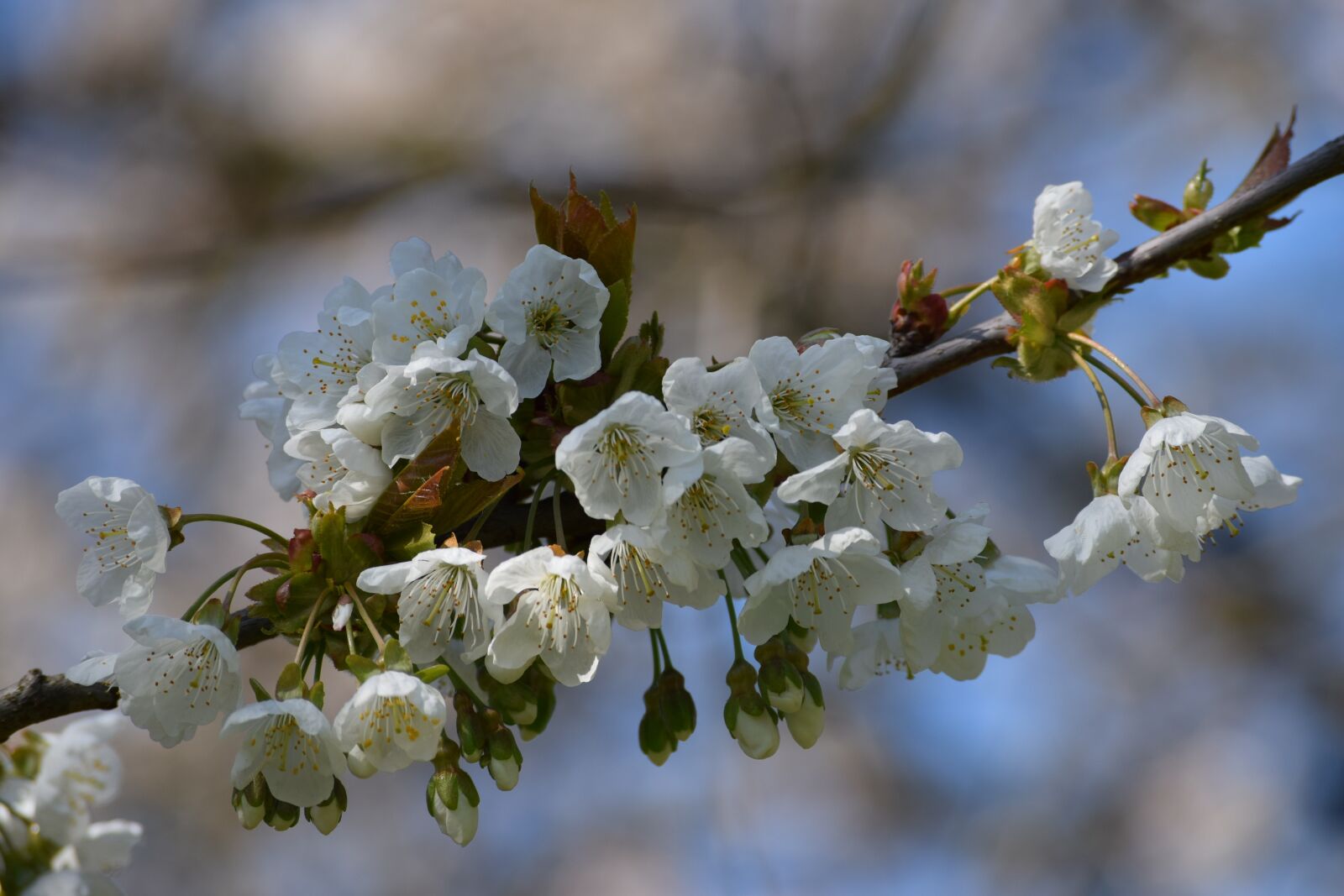 Nikon D3300 sample photo. Nature, spring, garden photography