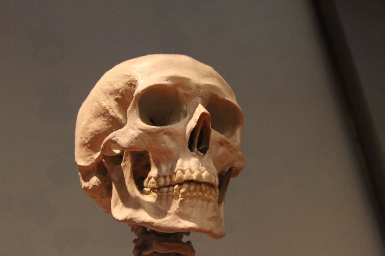 Canon EOS 600D (Rebel EOS T3i / EOS Kiss X5) sample photo. Skull, skeleton, head photography