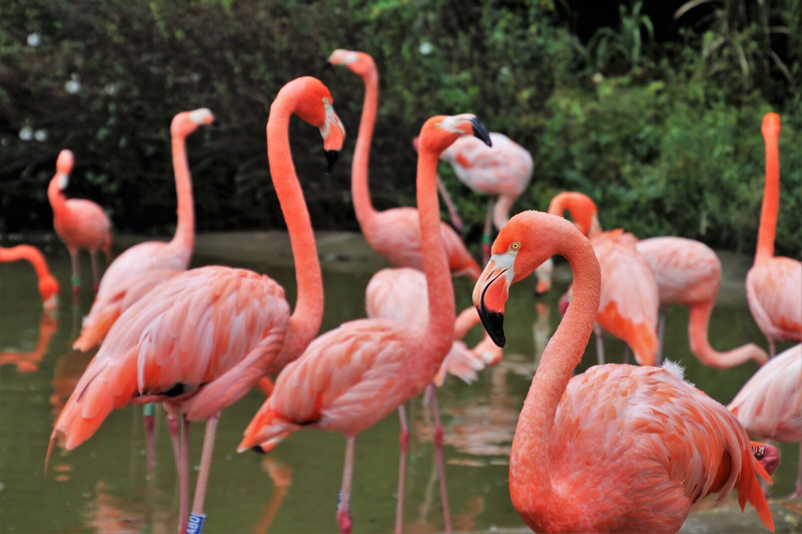 Canon EOS 80D sample photo. Flamingos, birds, herd photography