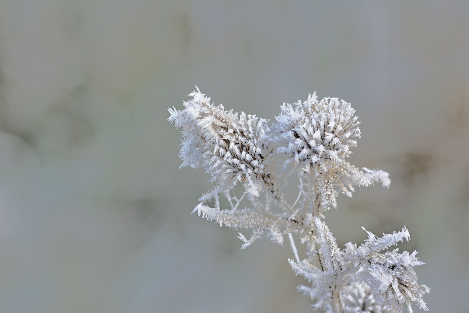 Nikon D5200 sample photo. Nature, hoarfrost, cold photography