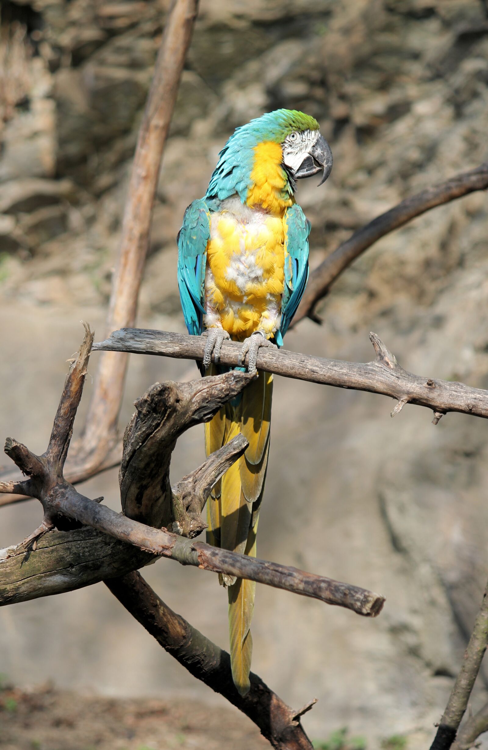 Canon EOS 550D (EOS Rebel T2i / EOS Kiss X4) sample photo. Parrot, ara, bird photography