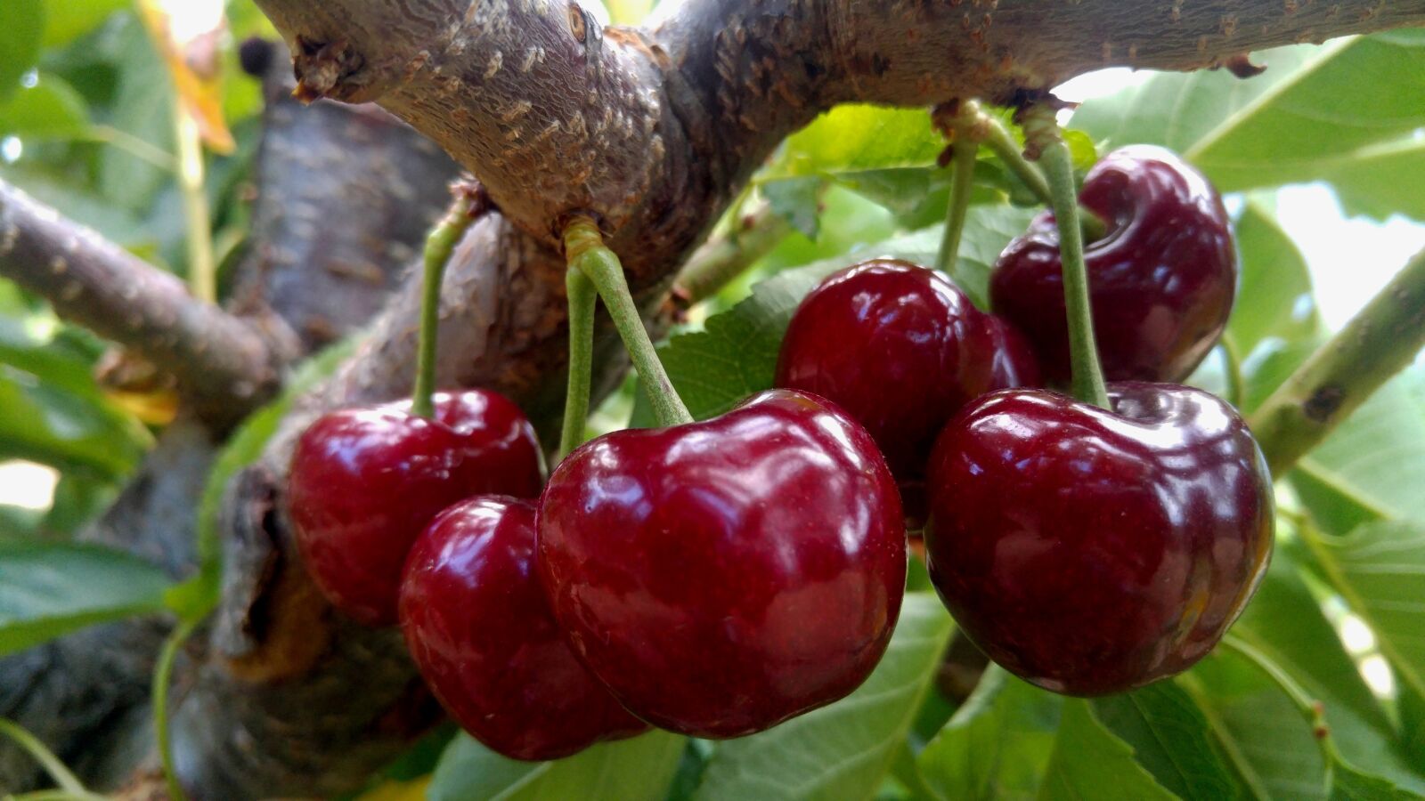 LG G4 sample photo. Cherries, of the, jerte photography