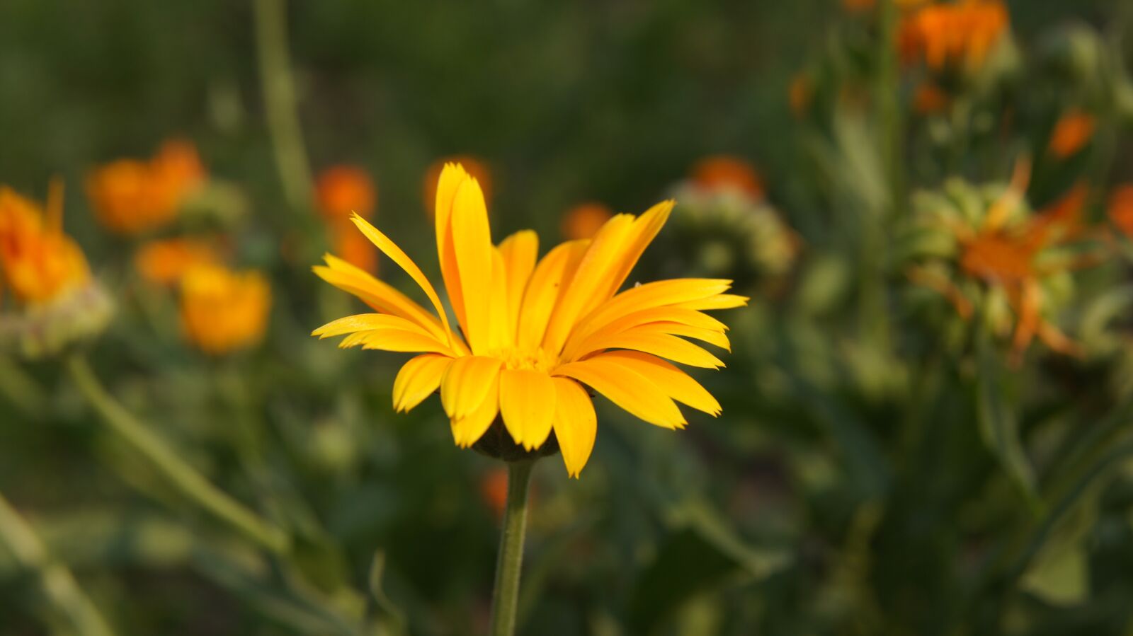 Sony SLT-A55 (SLT-A55V) + Sony DT 18-55mm F3.5-5.6 SAM sample photo. Calendula, wildflowers, flower photography