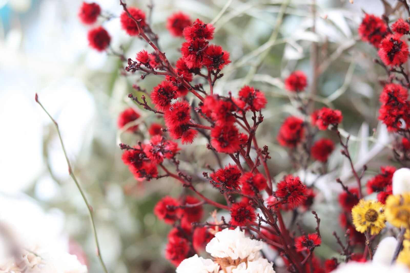 Canon EOS 200D (EOS Rebel SL2 / EOS Kiss X9) + Canon EF 50mm F1.8 STM sample photo. Flowers, nature, red photography