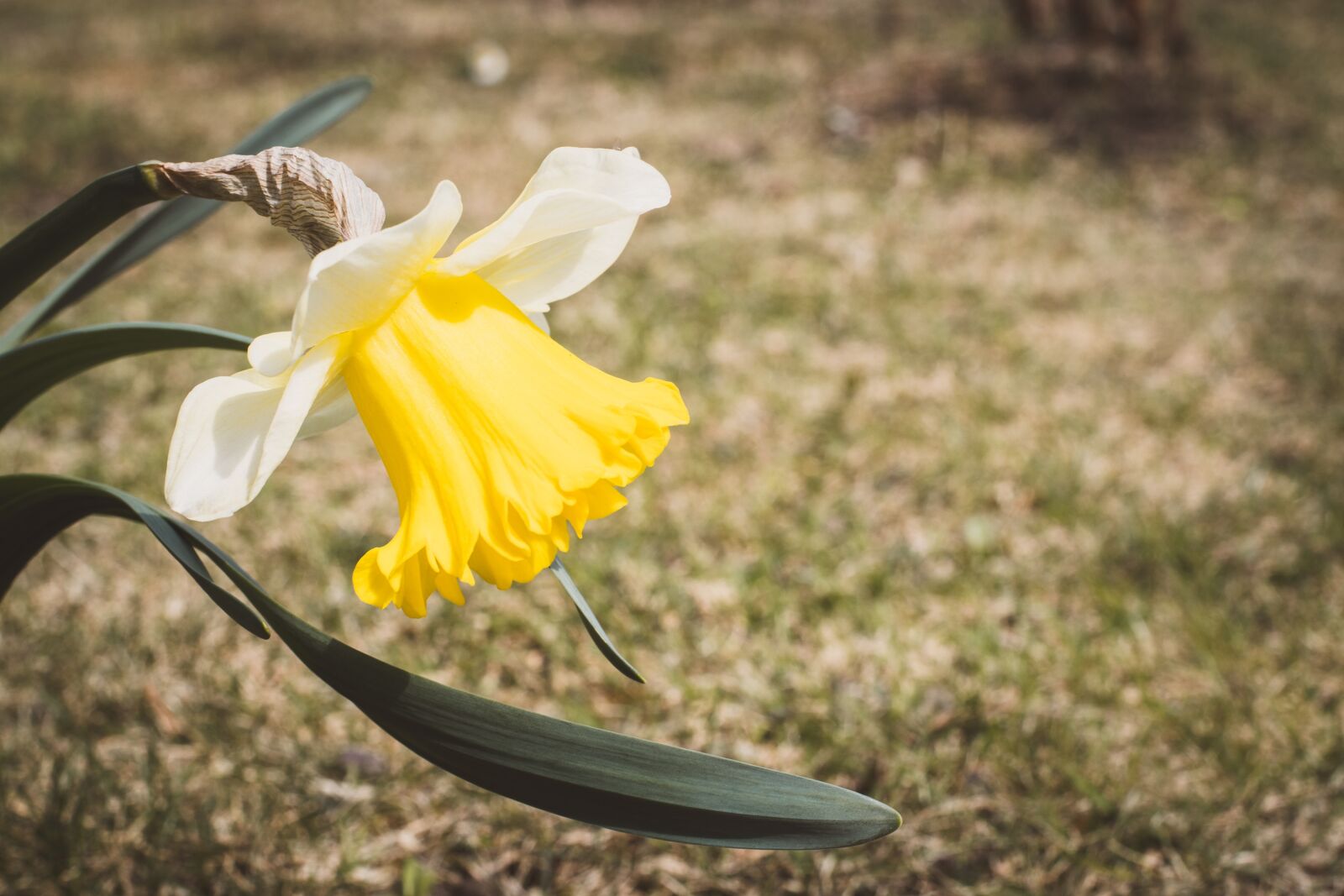 Nikon D7100 sample photo. Narcissus, yellow, spring photography