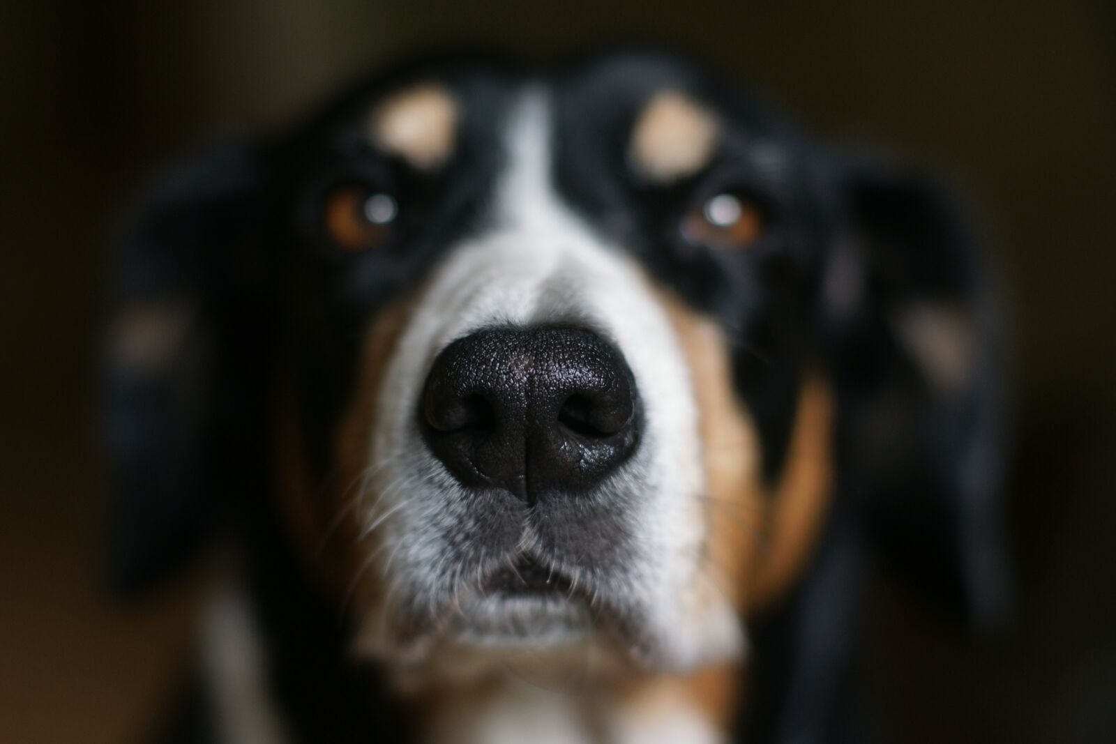 Sony Alpha DSLR-A700 sample photo. Dog, entlebucher, the nose photography