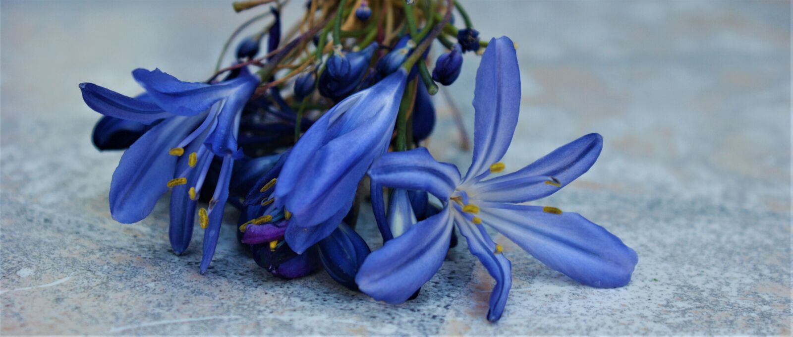 Sony Alpha DSLR-A350 sample photo. Blue, flower, petals photography