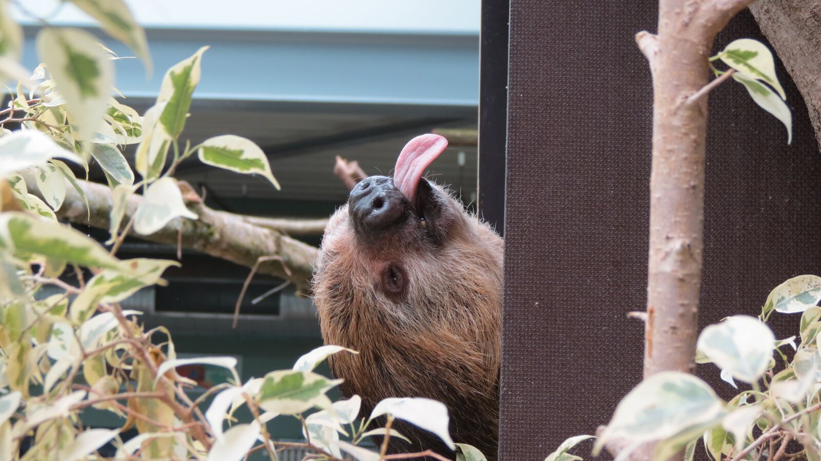 Canon PowerShot SX40 HS sample photo. Sloth, relax, zoo photography