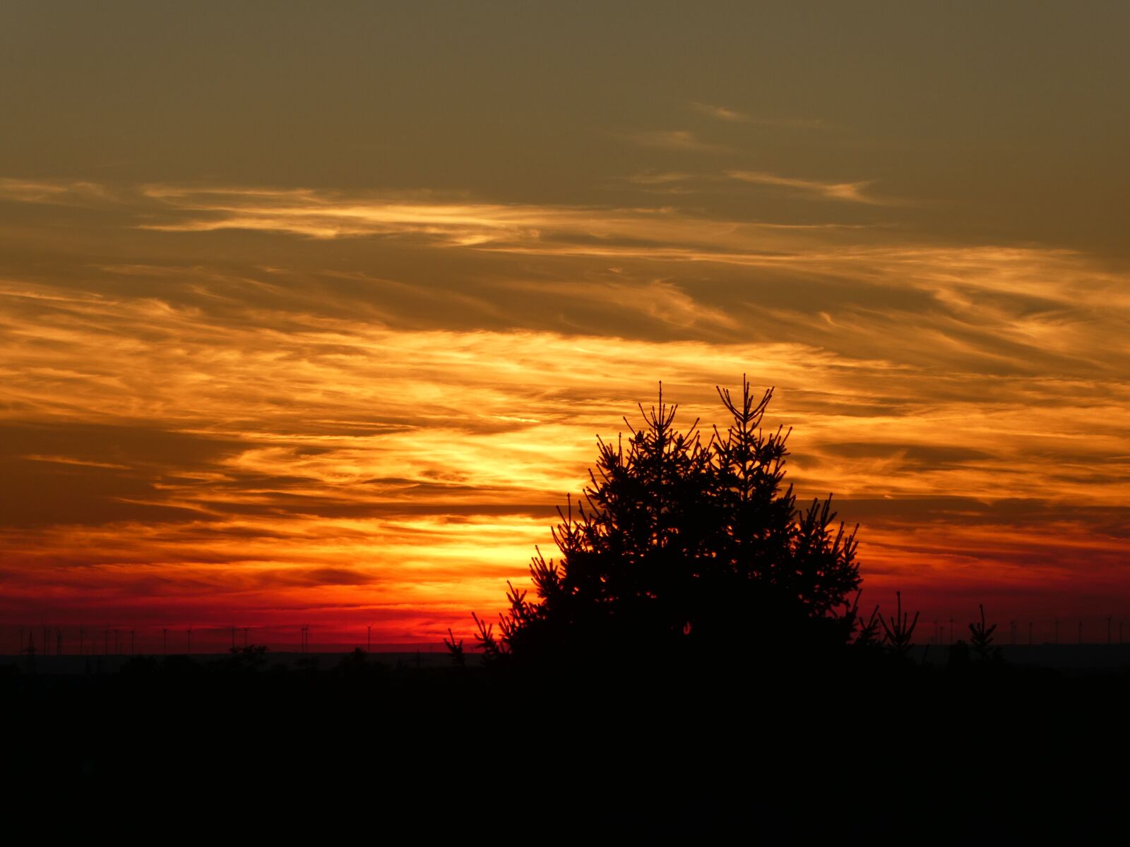 Panasonic DMC-TZ81 sample photo. Sunset, tree, sky photography