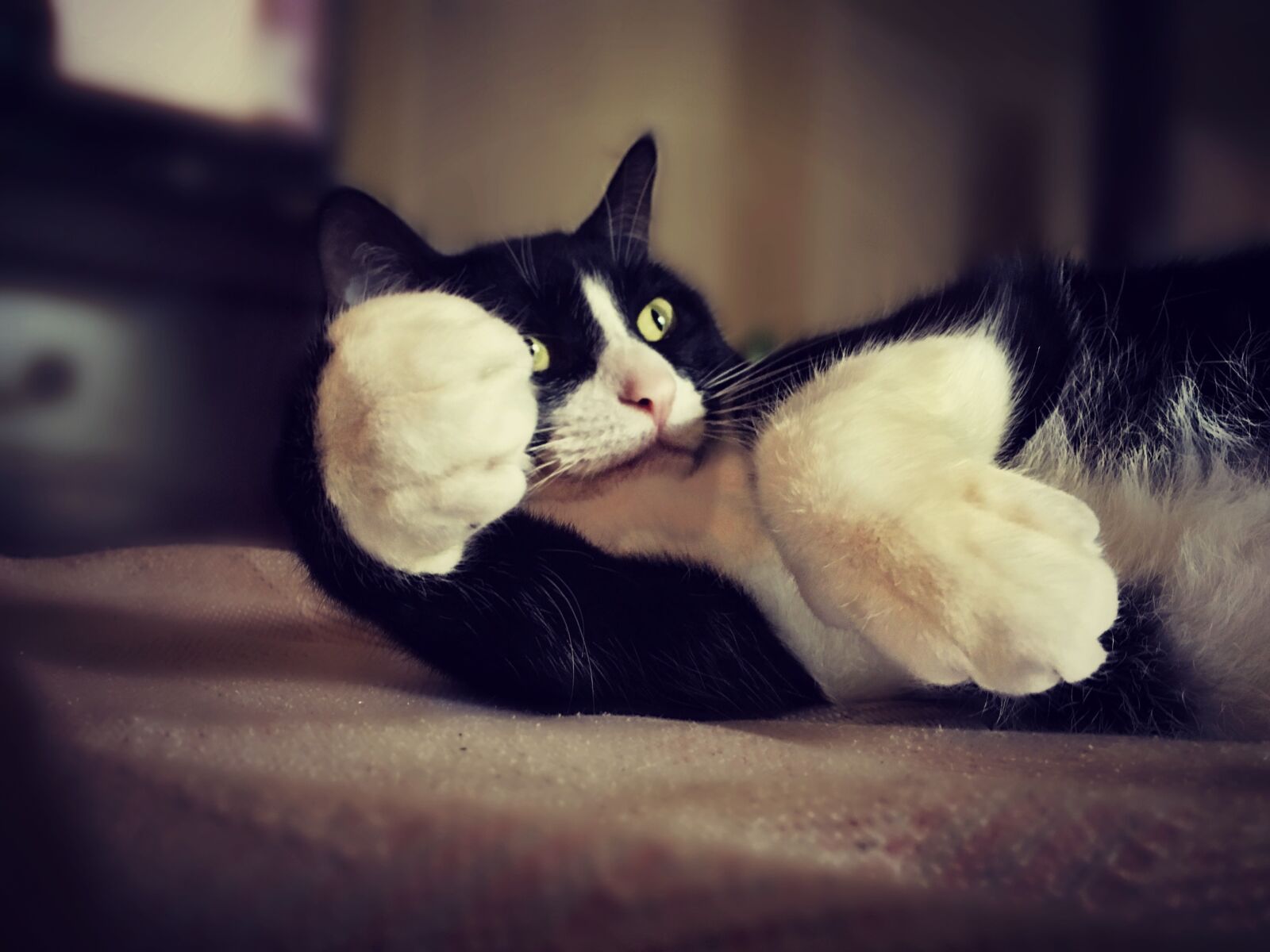 Apple iPhone 6s sample photo. Cat, domestic, rescue photography