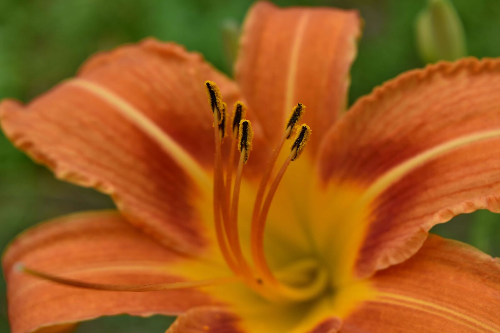 Nikon D5500 sample photo. Beautiful flowers, lily, flower photography