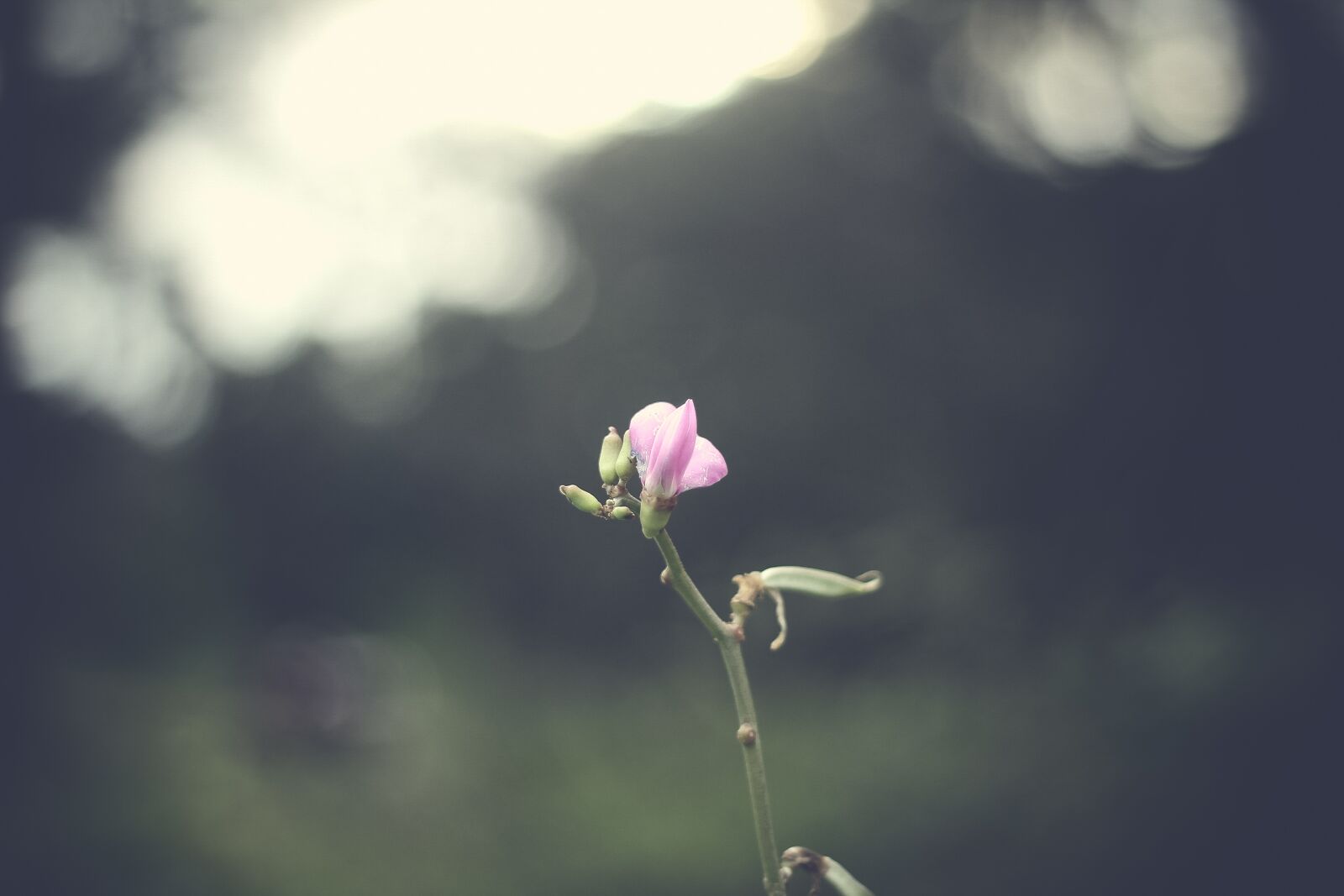 Canon EOS 60D + Canon EF 50mm F1.8 II sample photo. Flower, nature, plant photography