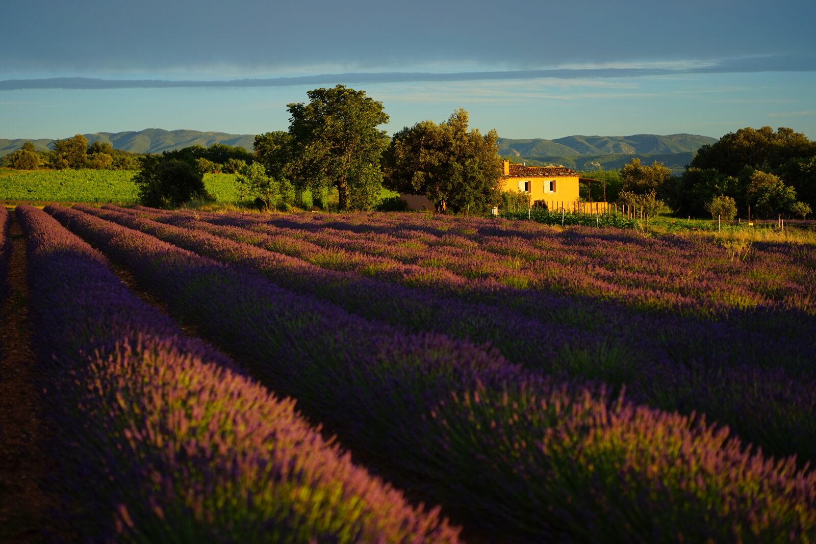 Sony a7 + Sony Sonnar T* FE 55mm F1.8 ZA sample photo. Lavender field, evening light photography