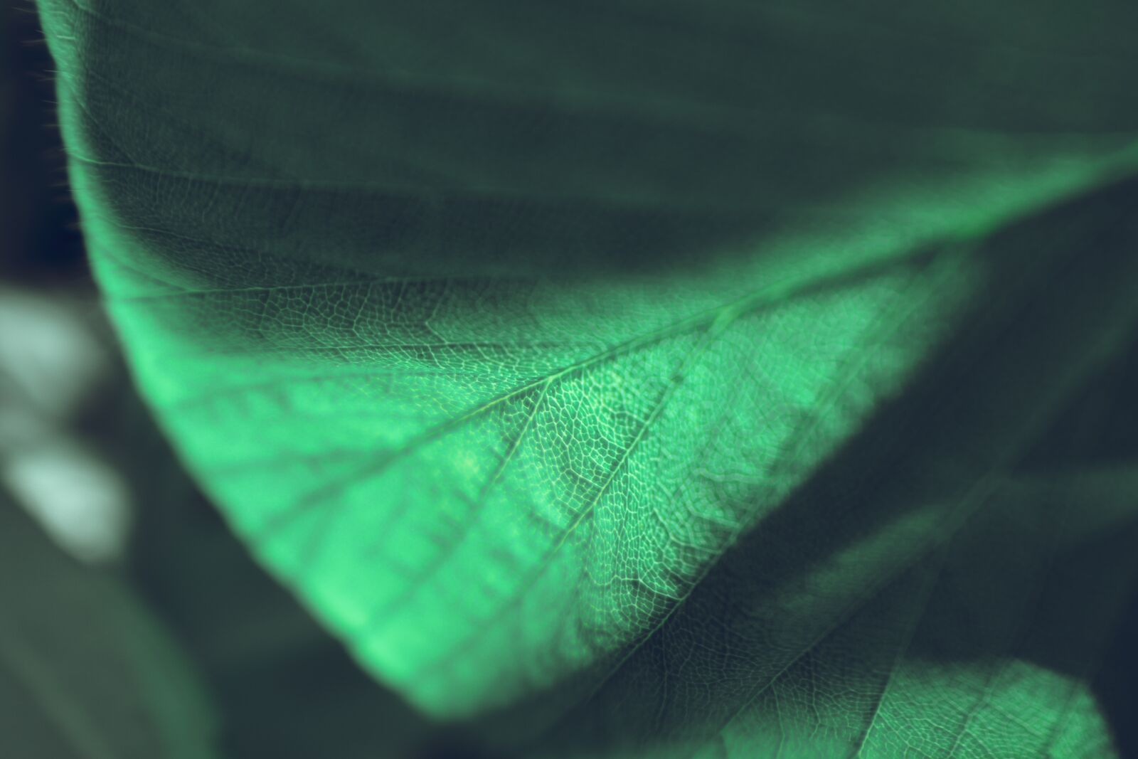 Nikon D5600 sample photo. Leaf, texture, green photography