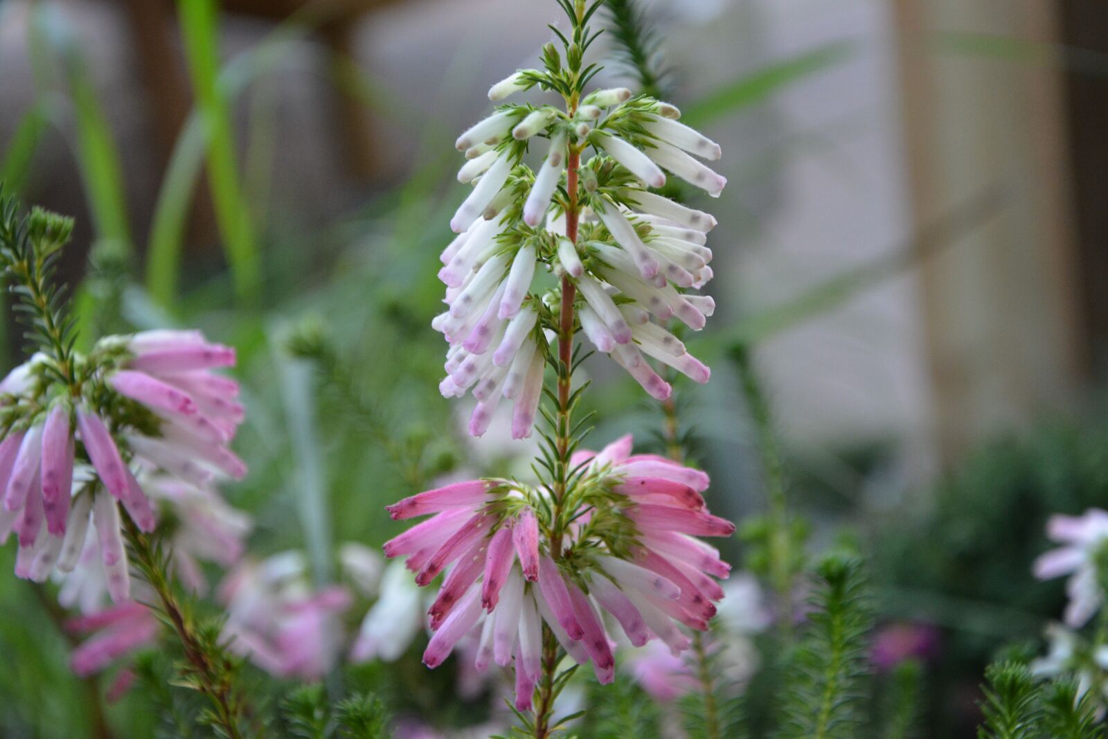 Nikon D5200 sample photo. Flower, flowers colors pink photography
