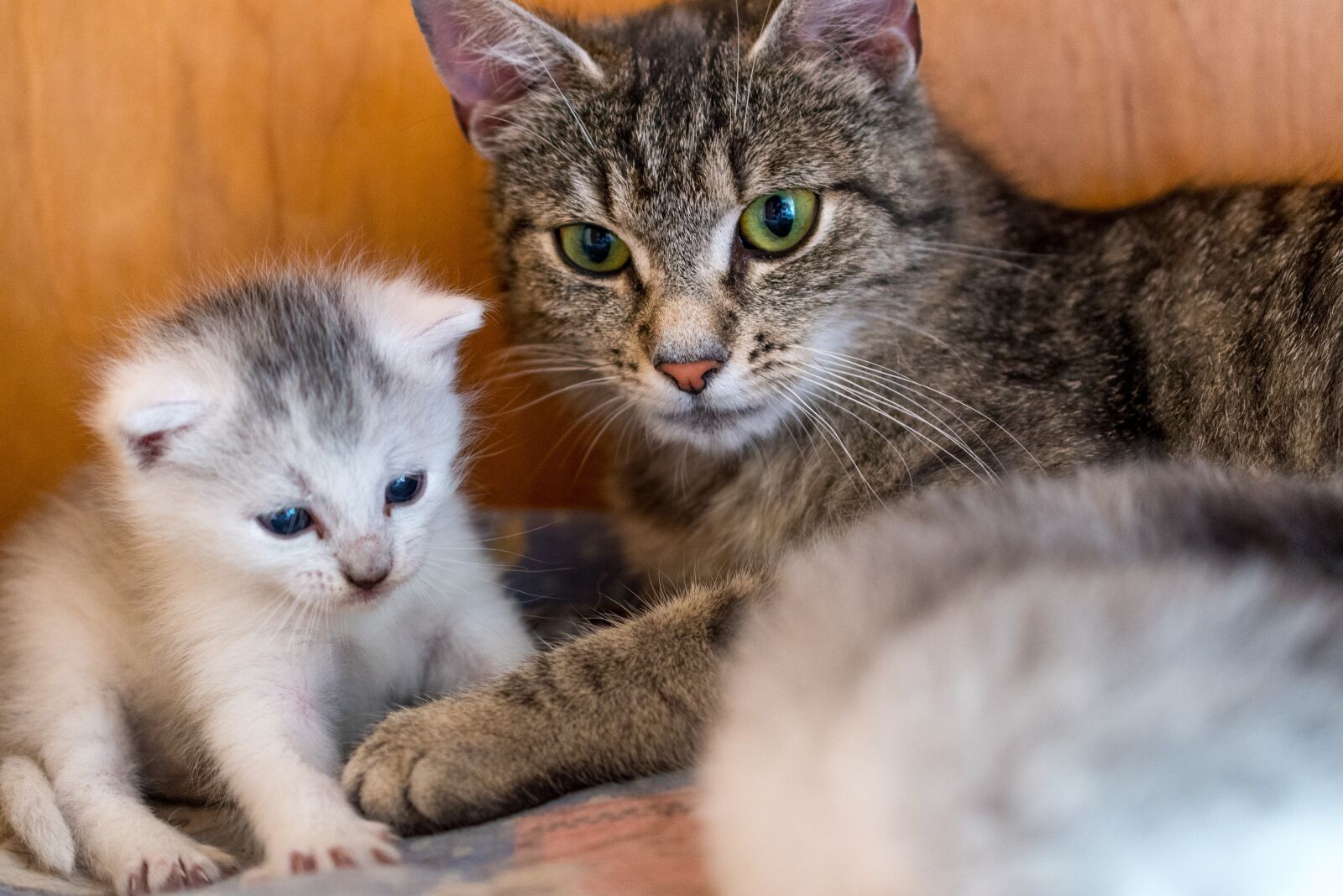 Nikon D7500 sample photo. Kitten, cat, young cat photography
