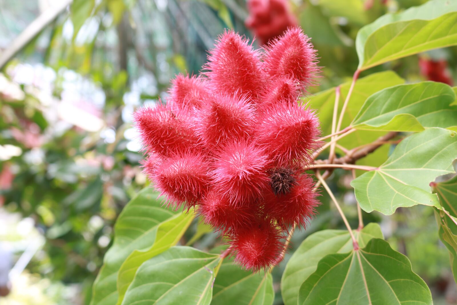 Canon EOS 750D (EOS Rebel T6i / EOS Kiss X8i) sample photo. Flowers, nature, greenery photography