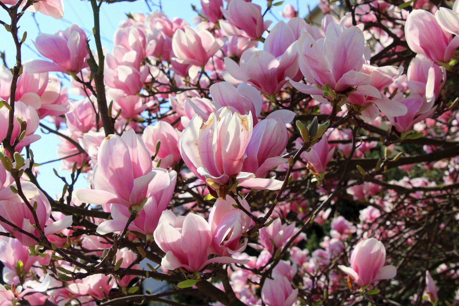 Canon EOS 1200D (EOS Rebel T5 / EOS Kiss X70 / EOS Hi) sample photo. Magnolia, plant, branch photography