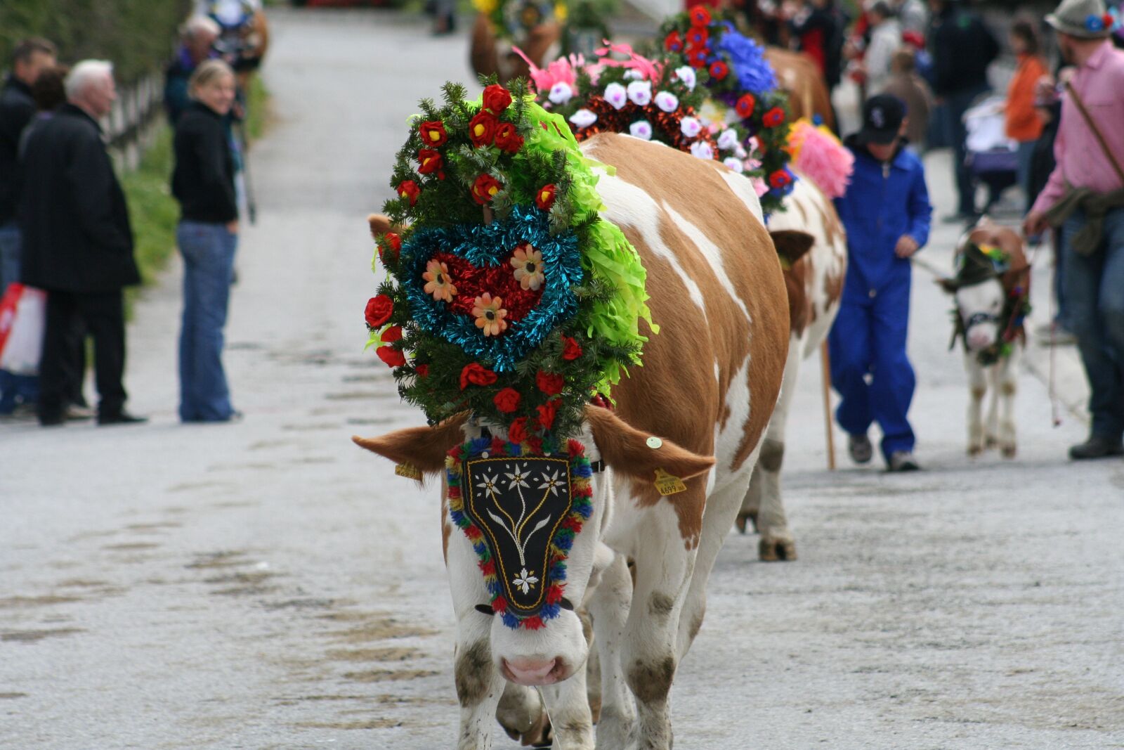 Canon EOS 350D (EOS Digital Rebel XT / EOS Kiss Digital N) sample photo. Cow, almabtrieb, tradition photography