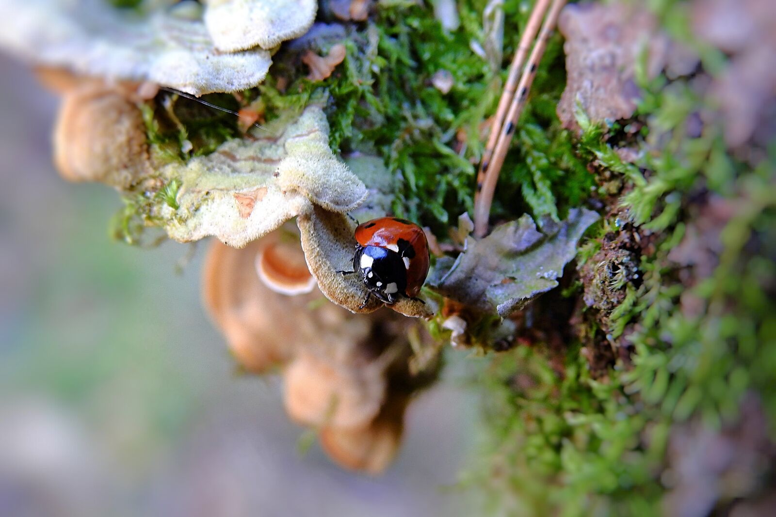 Nikon Coolpix P900 sample photo. Ladybug, winter, january photography