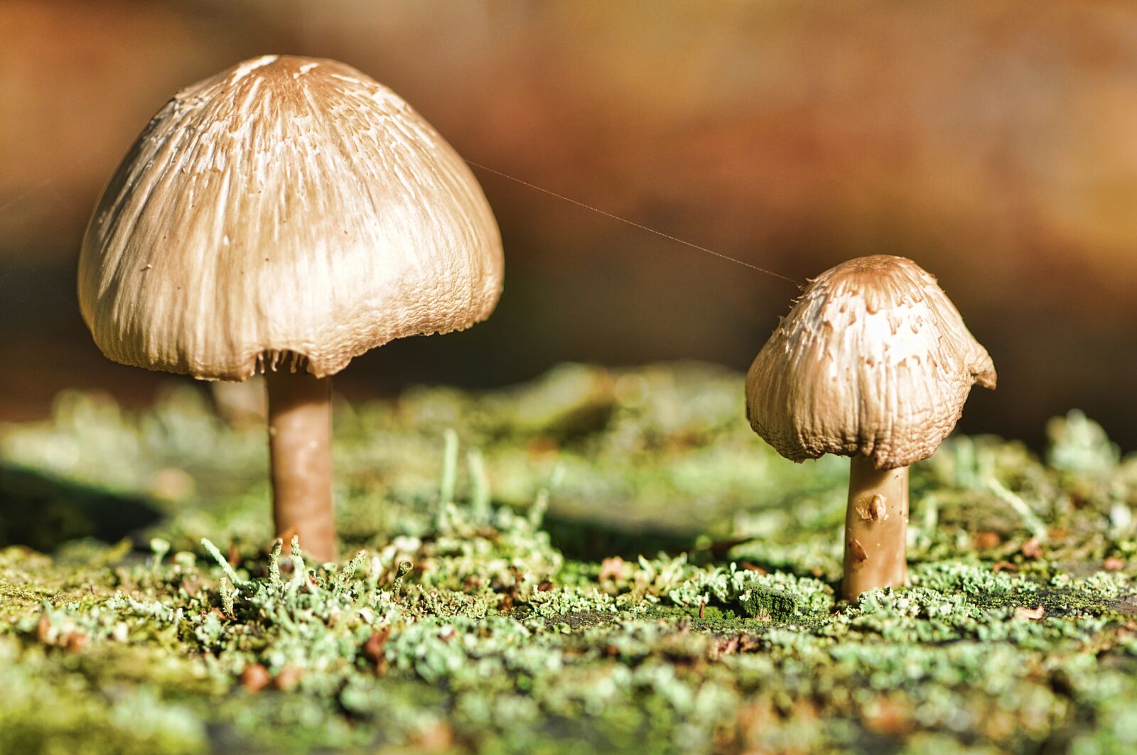 Nikon D90 sample photo. Fungi, woodland, pair photography