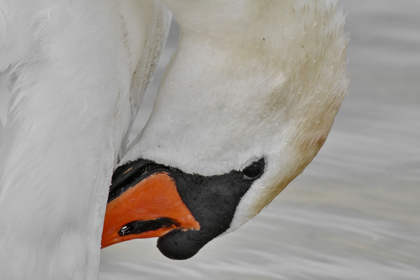 Nikon D5500 sample photo. Feather, head, swan, wet photography