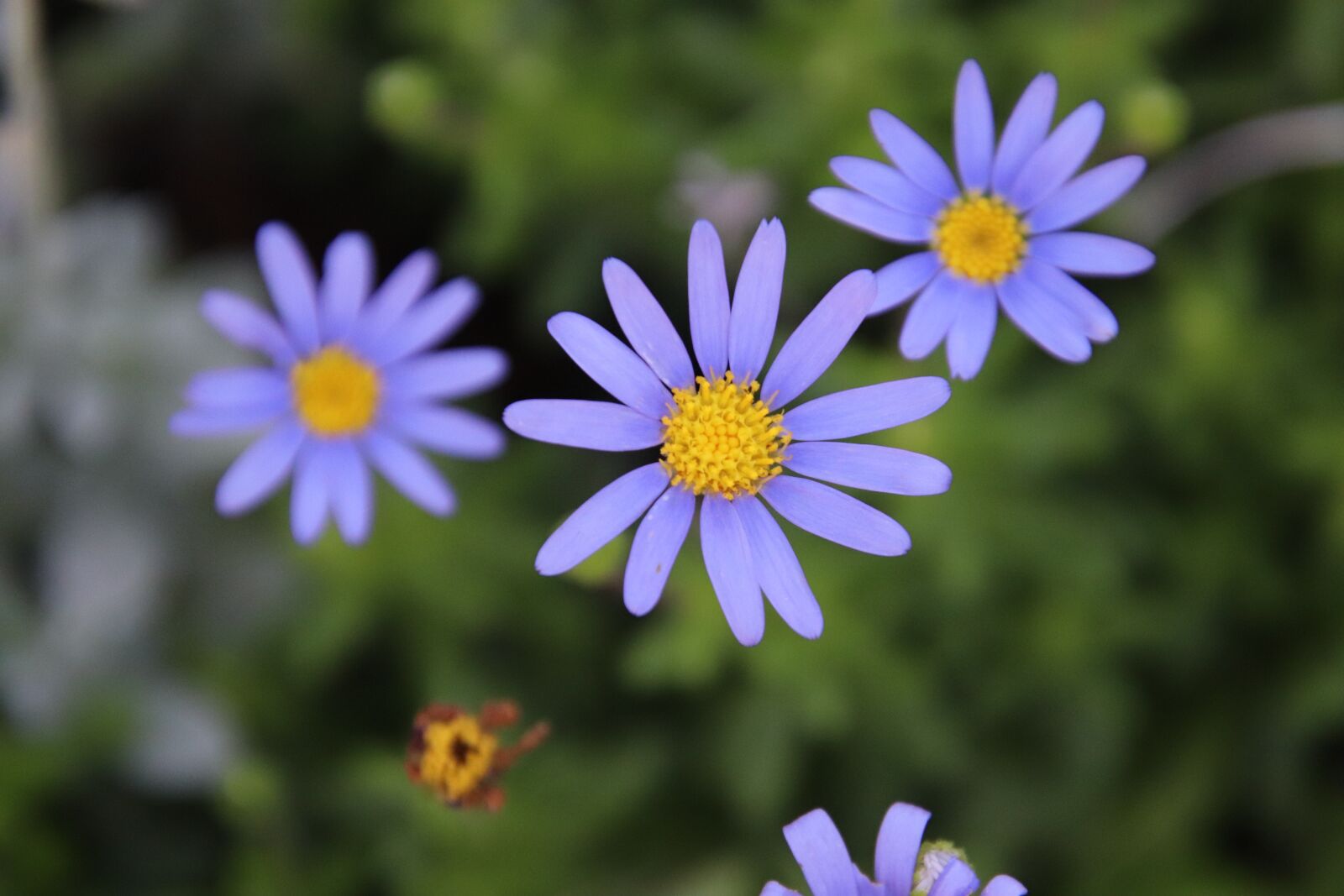 Canon EOS 800D (EOS Rebel T7i / EOS Kiss X9i) sample photo. Flower, blue, plants photography