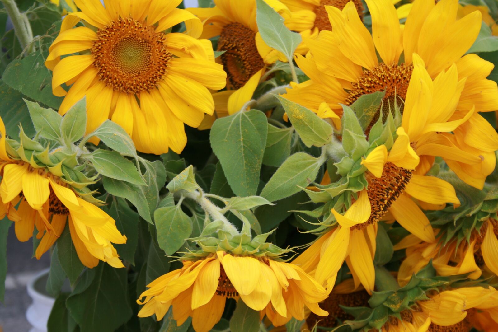 Canon EOS 400D (EOS Digital Rebel XTi / EOS Kiss Digital X) sample photo. Flowers, sunflowers, yellow photography