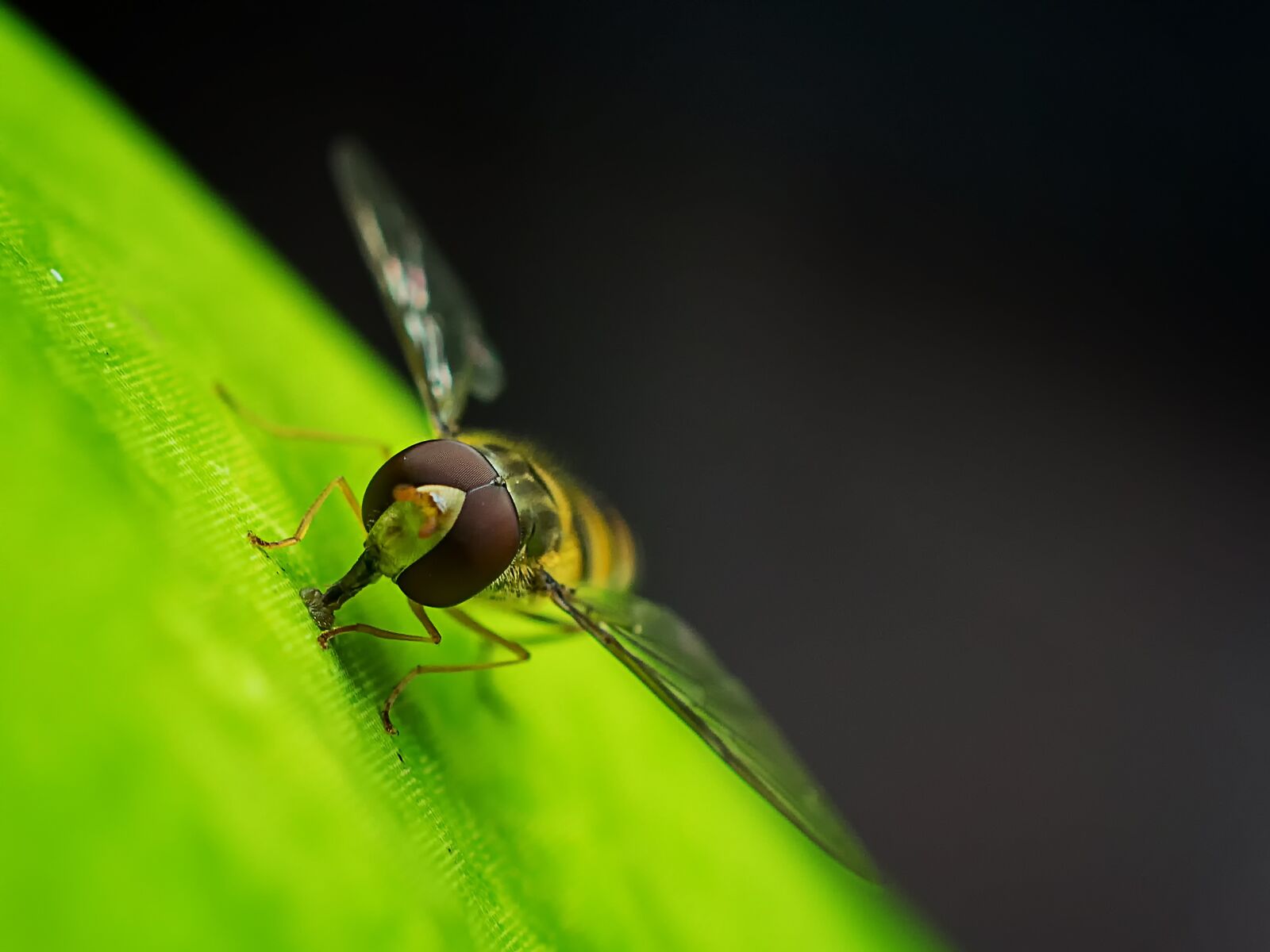Nikon D3300 sample photo. Hoverfly, flower, pollen photography