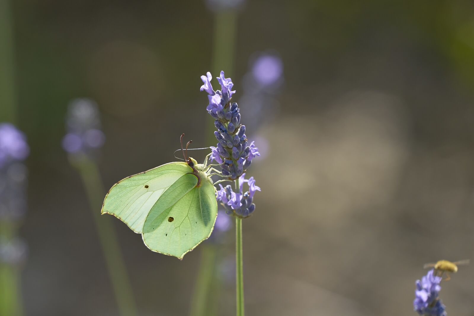 Sony a7 II sample photo. Gonepteryx rhamni, butterfly, isolated photography