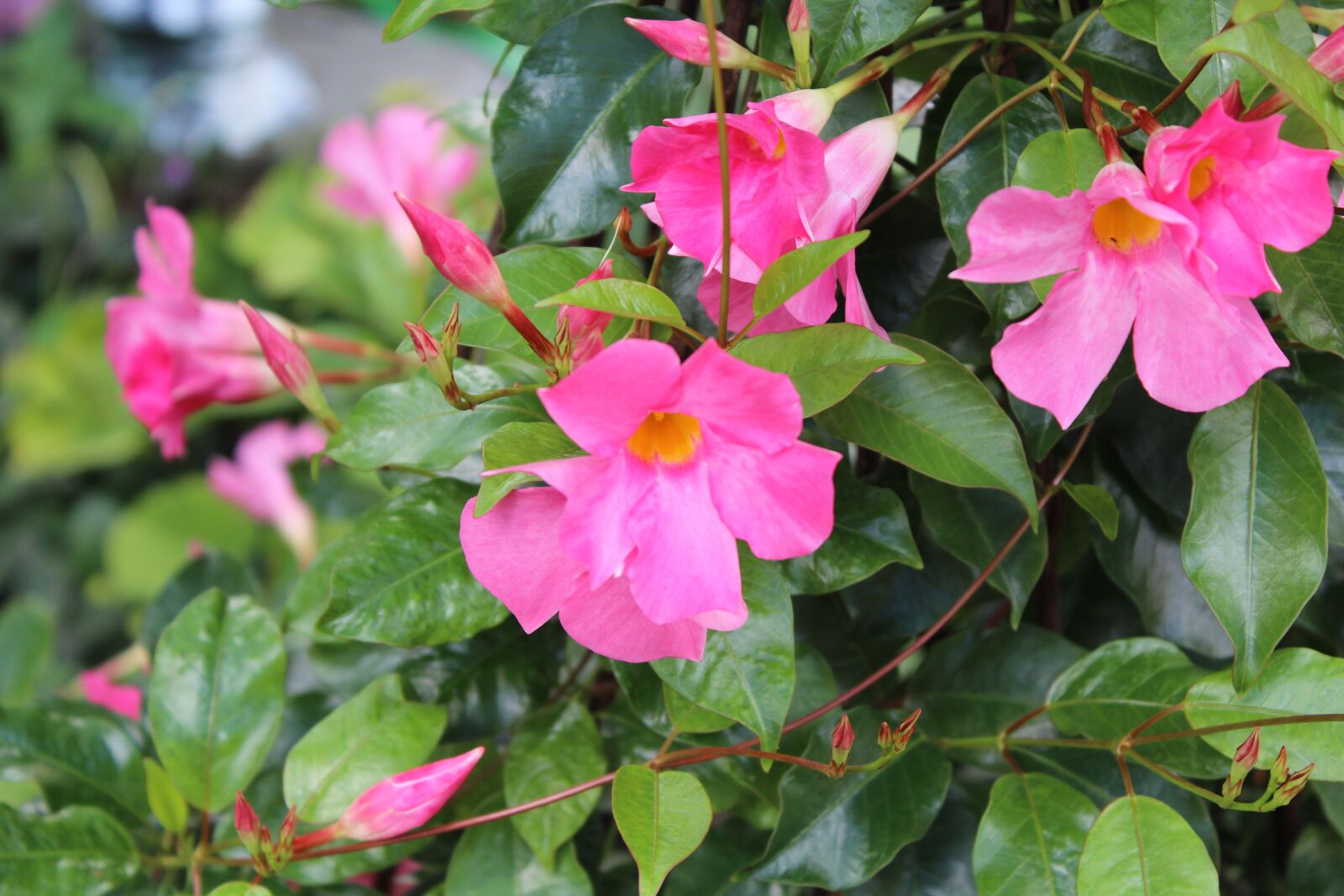 Canon EOS 600D (Rebel EOS T3i / EOS Kiss X5) sample photo. Dipladenia, plant, bloom photography