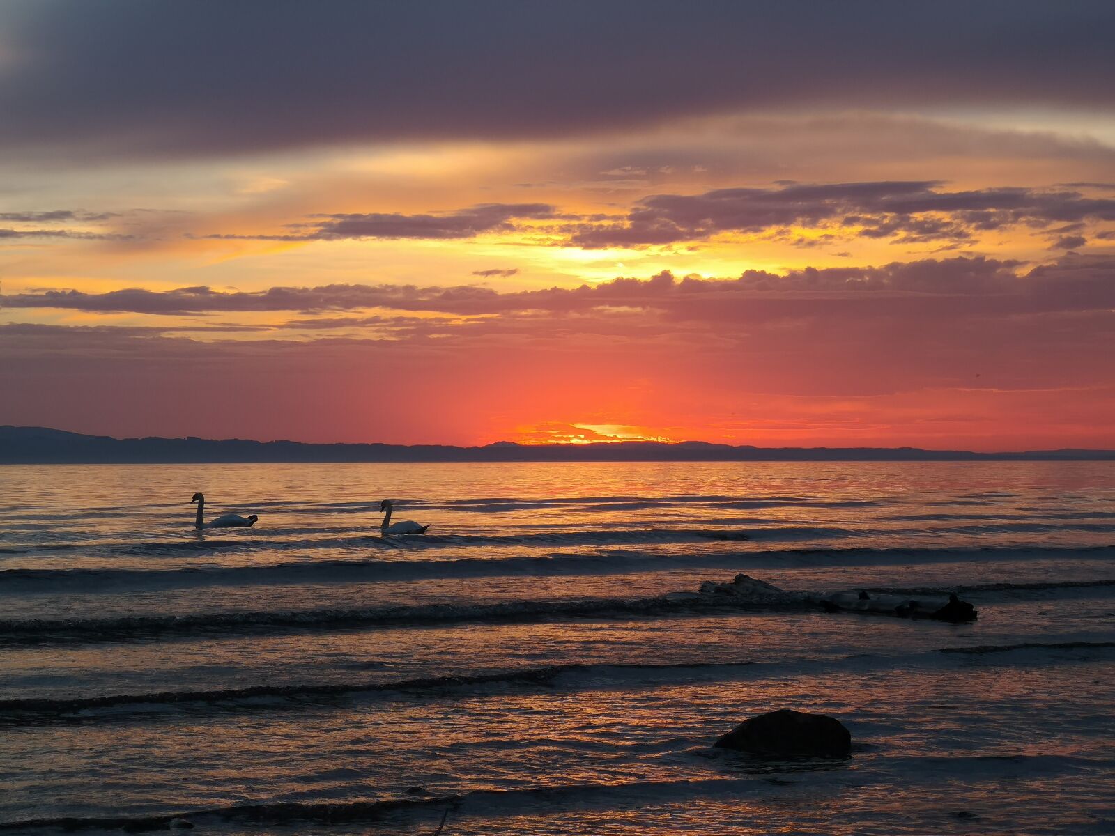 HUAWEI CLT-L29 sample photo. Lake constance, sunset, swan photography