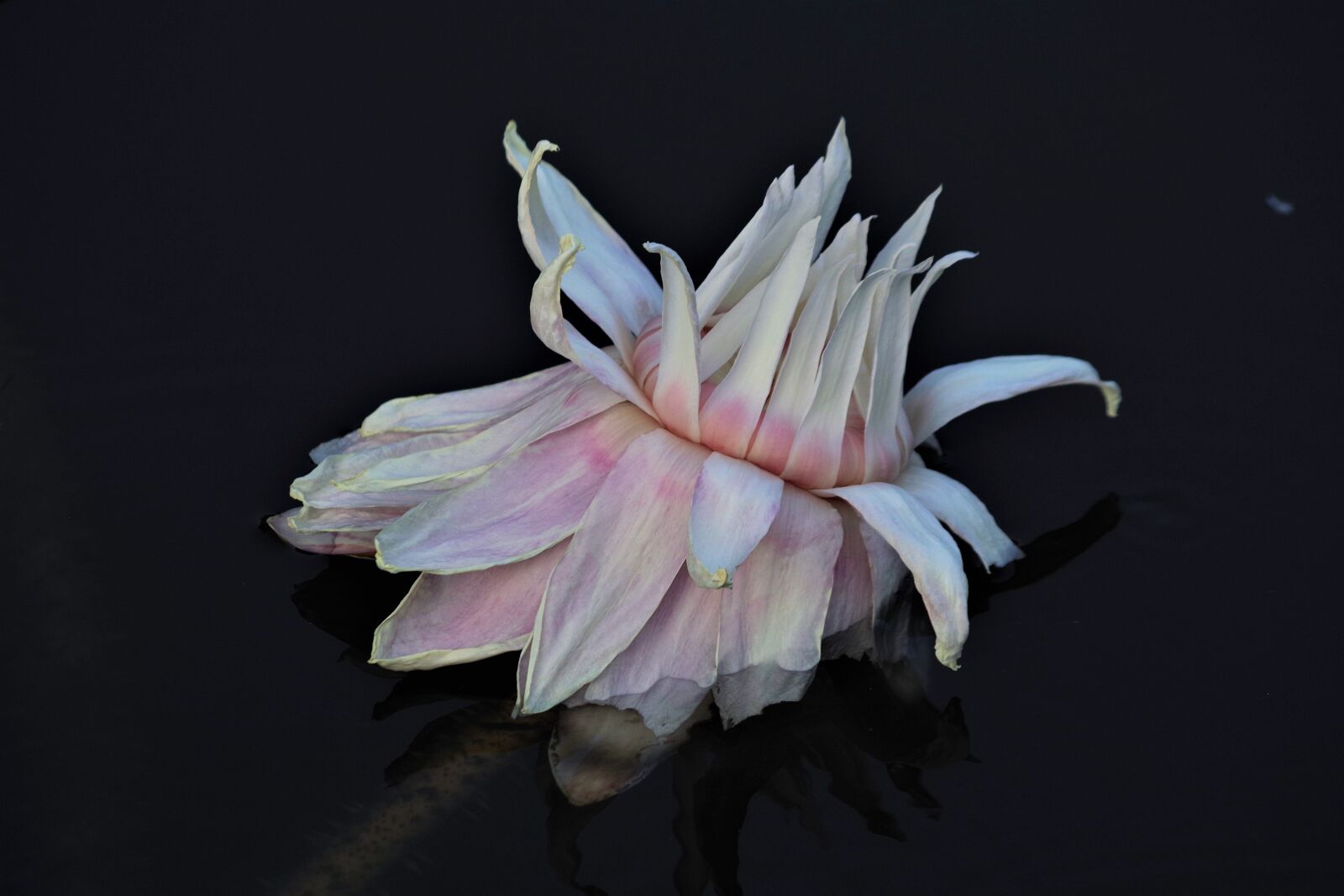 Pentax K-S2 sample photo. Lotus, water lily, pond photography