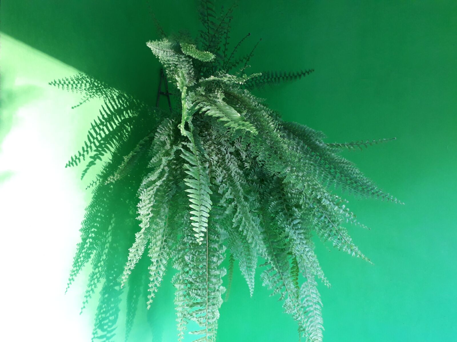Samsung Galaxy J4 sample photo. Fern, plants, green photography