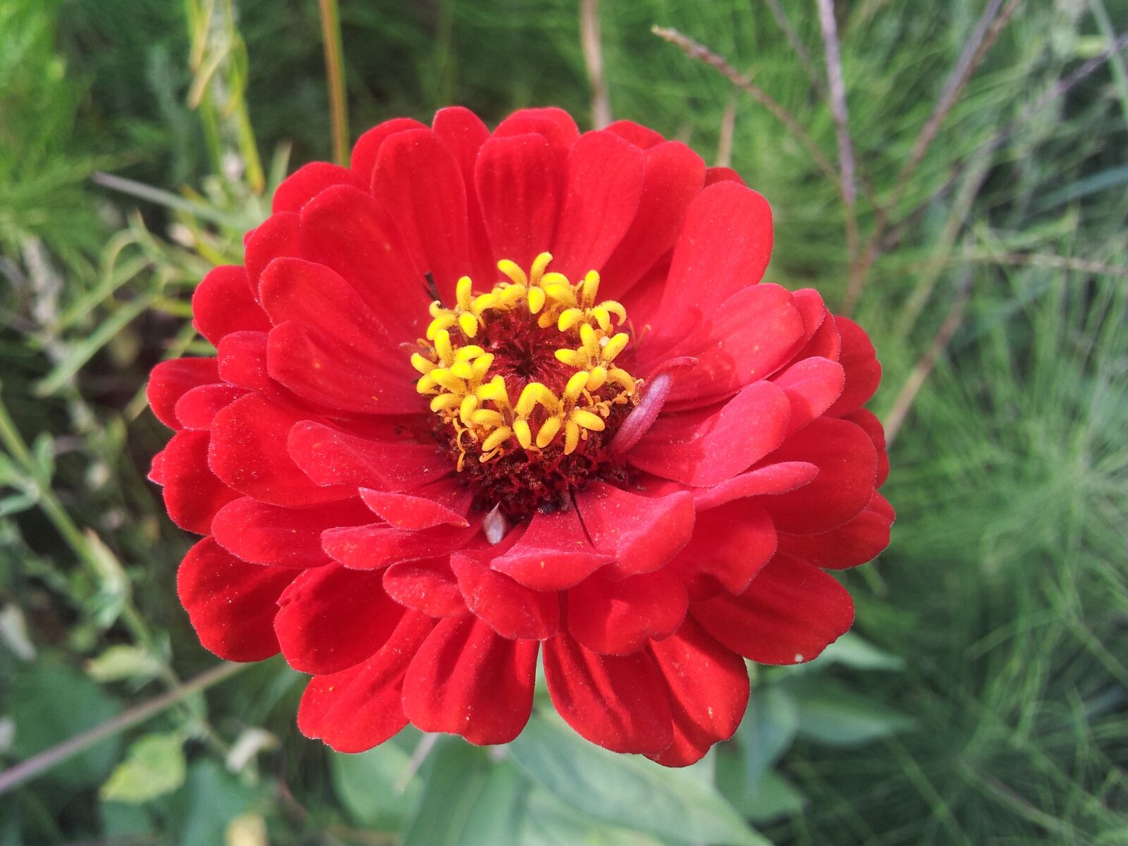 Samsung Galaxy S2 sample photo. Spring, fallow, flowers photography