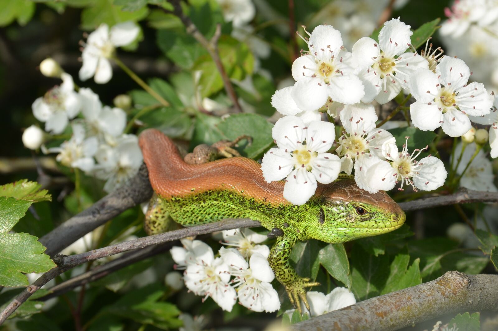 Nikon D7100 sample photo. The lizard, sand, amphibian photography