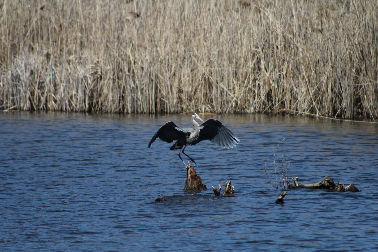 Canon EOS 1200D (EOS Rebel T5 / EOS Kiss X70 / EOS Hi) sample photo. Bird, landing, wings photography