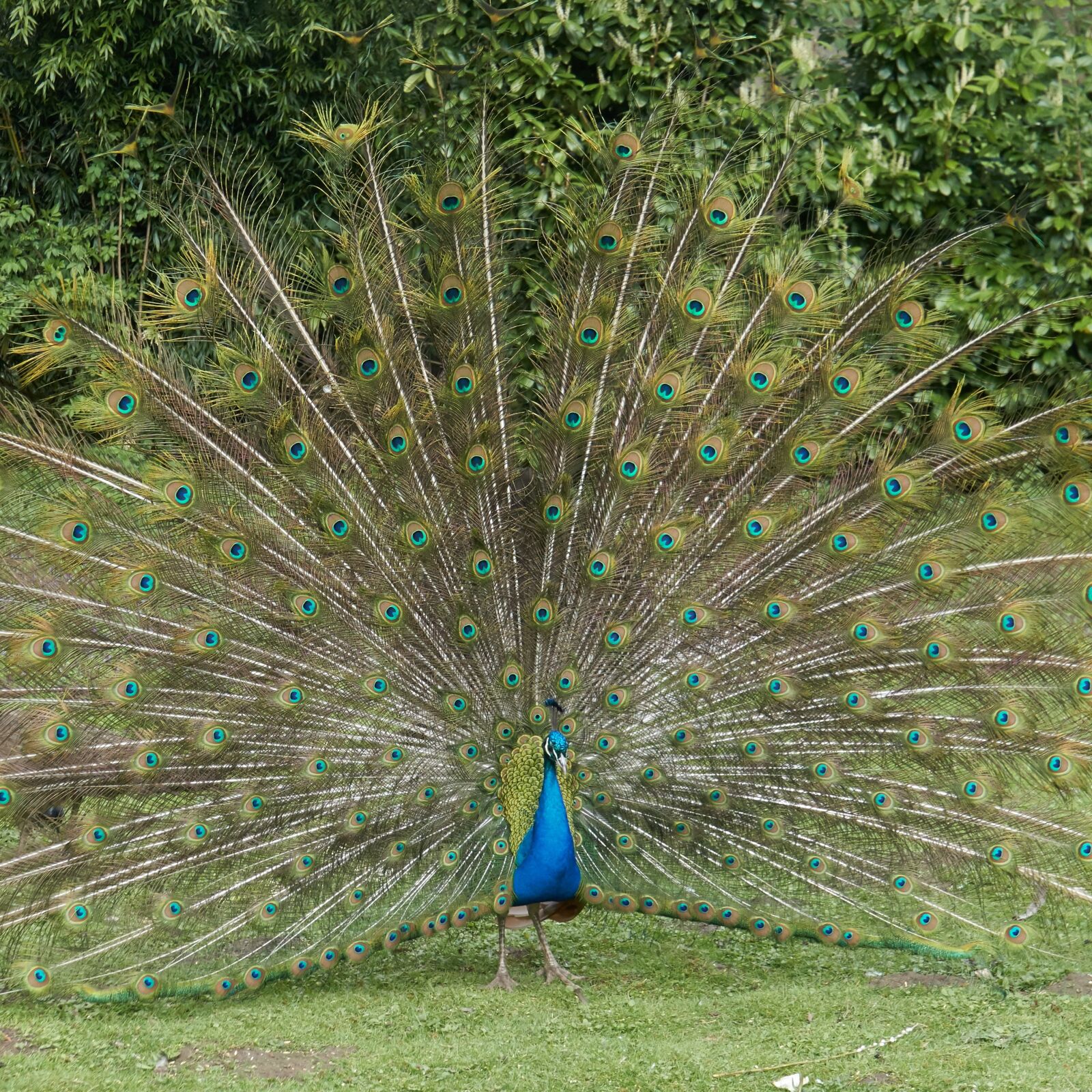 Sony a6500 sample photo. Peacock, bird, feather photography