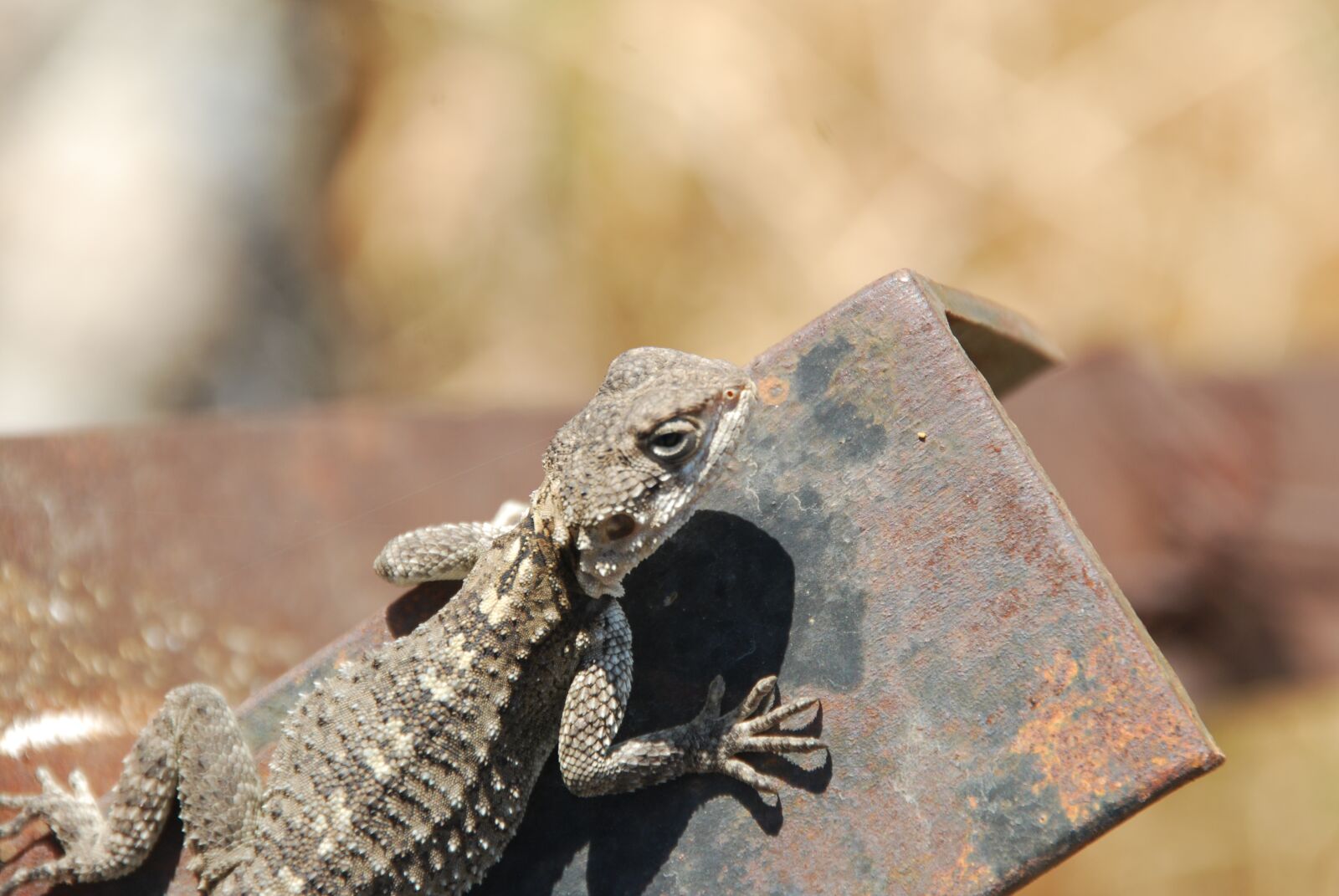 Nikon D80 sample photo. Lizard, nature, israel photography