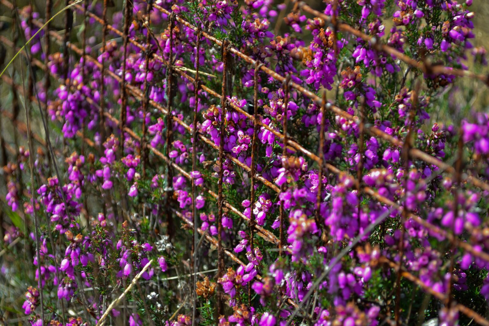 Nikon D3100 sample photo. Rust, plant, violet photography