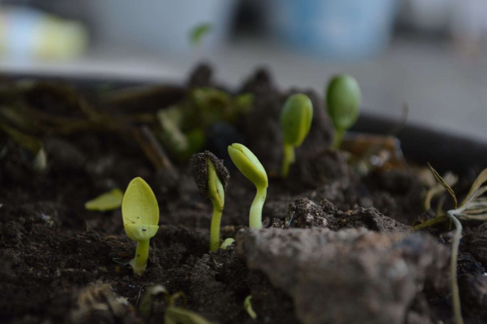 Nikon D3200 sample photo. Grown up, born, earth photography