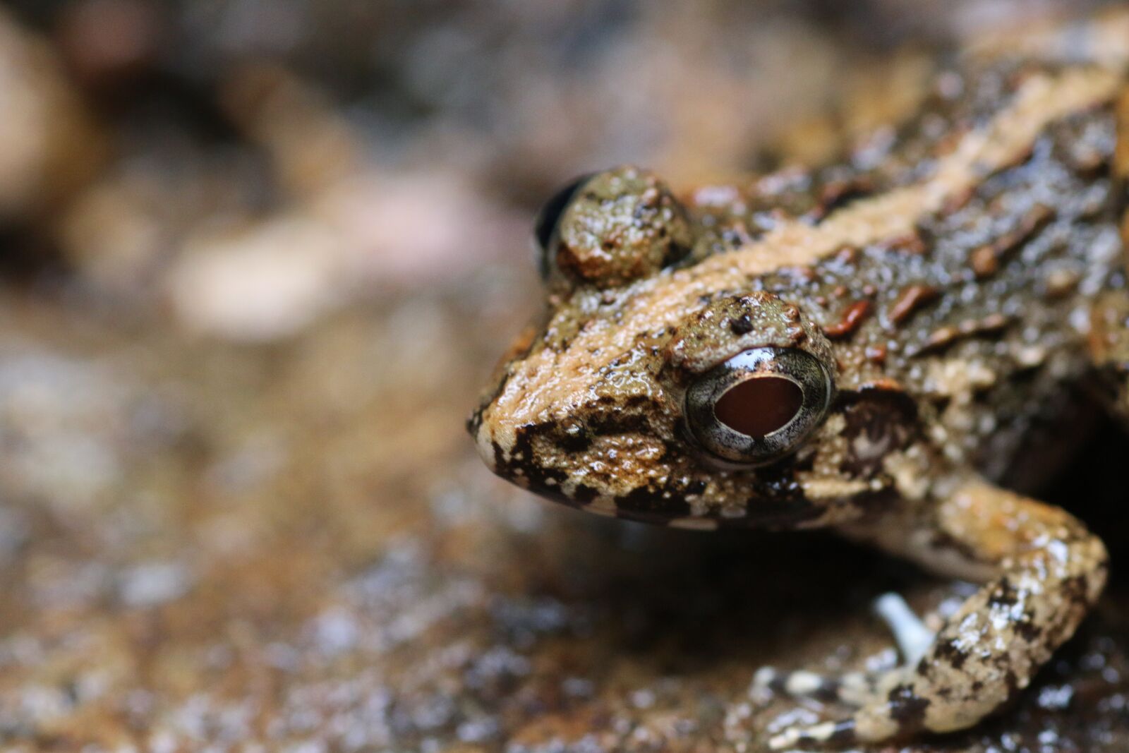 Canon EOS 70D sample photo. Frog, water, pond photography