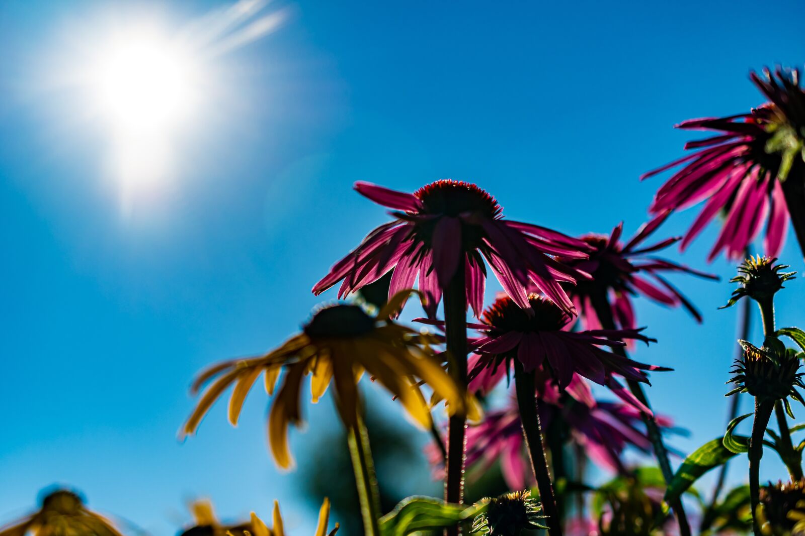Nikon D500 sample photo. Coneflowers, flowers, plants photography