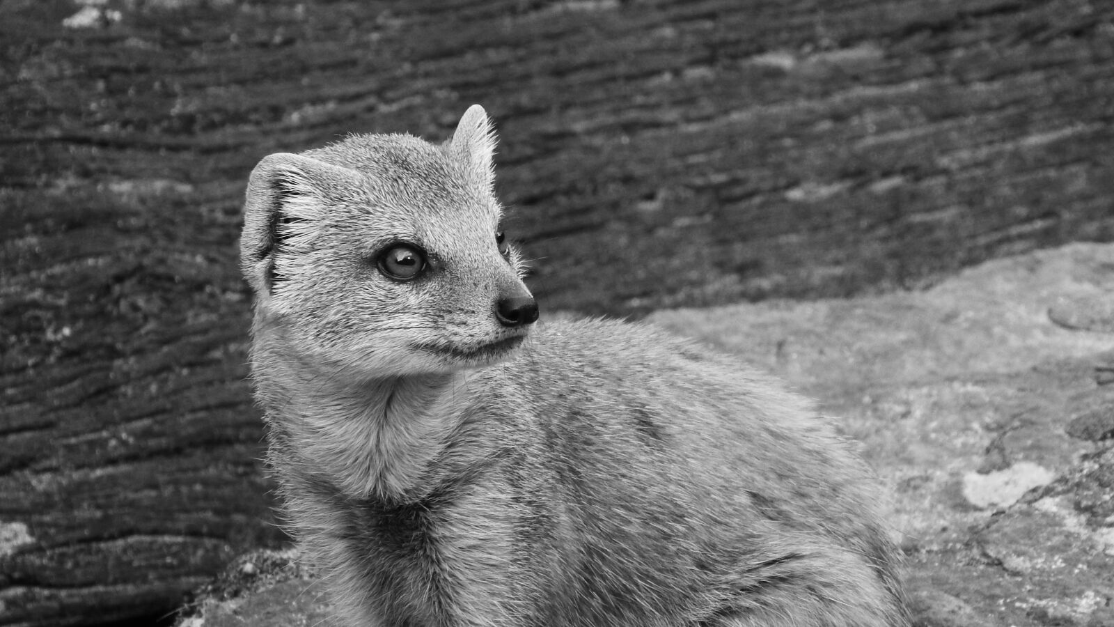 Nikon Coolpix P610 sample photo. Mongoose fox, african beast photography